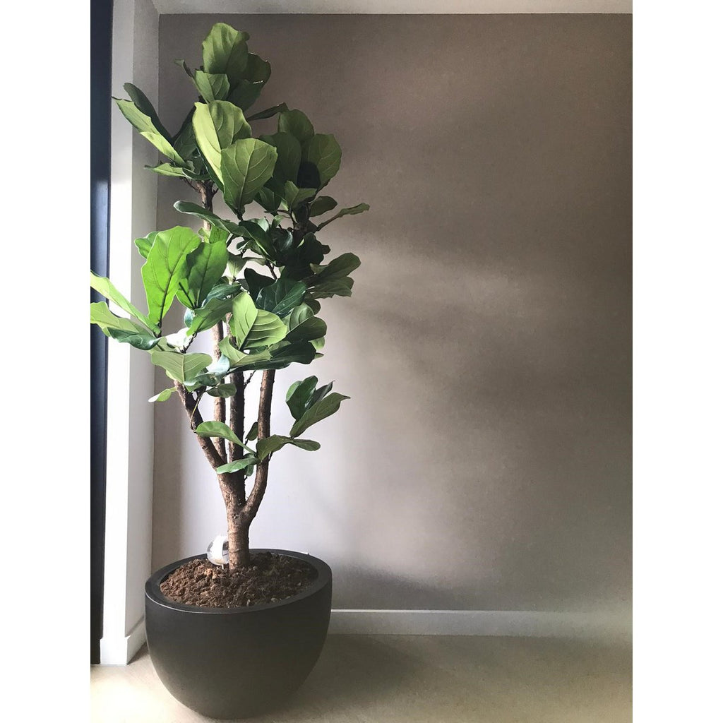 Plantenpot Louisiana Black, Fiberstone, Vase The World - 2 maten: Ø45 x H28 cm /of/ Ø60 x H38 cm
