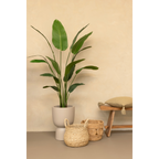 Strelitzia Kunstplant 160 cm, Groen