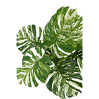 Monstera Kunstplant 75 cm, Groen