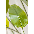 Strelitzia kunstplant 180 cm, grote kunstplant met realistische bladeren