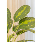 Calathea Kunstplant 70 cm, Groen