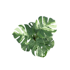 Monstera Kunstplant 40 cm, Groen