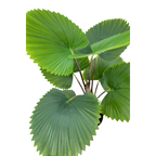 Kunst Waaierpalm 75 cm, Groen