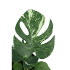 Monstera Kunstplant 40 cm, Groen