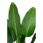 Strelitzia Kunstplant 160 cm, Groen