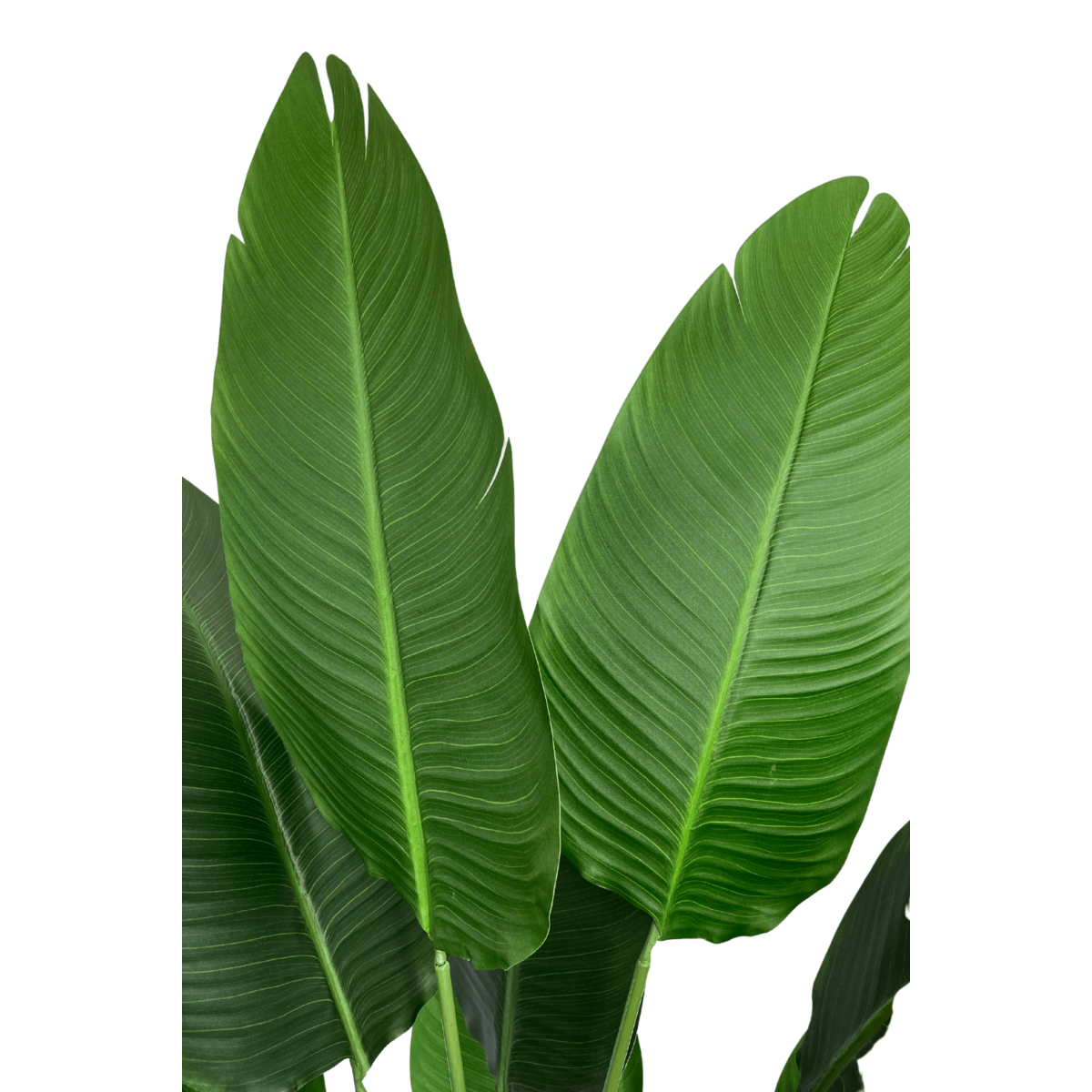 Strelitzia Kunstplant 160 cm, Groen