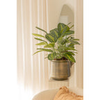 Calathea Kunstplant 70 cm, Groen