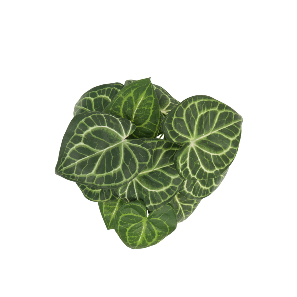 Syngonium Kunstplant 30 cm, Groen