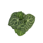 Syngonium Kunstplant 30 cm, Groen