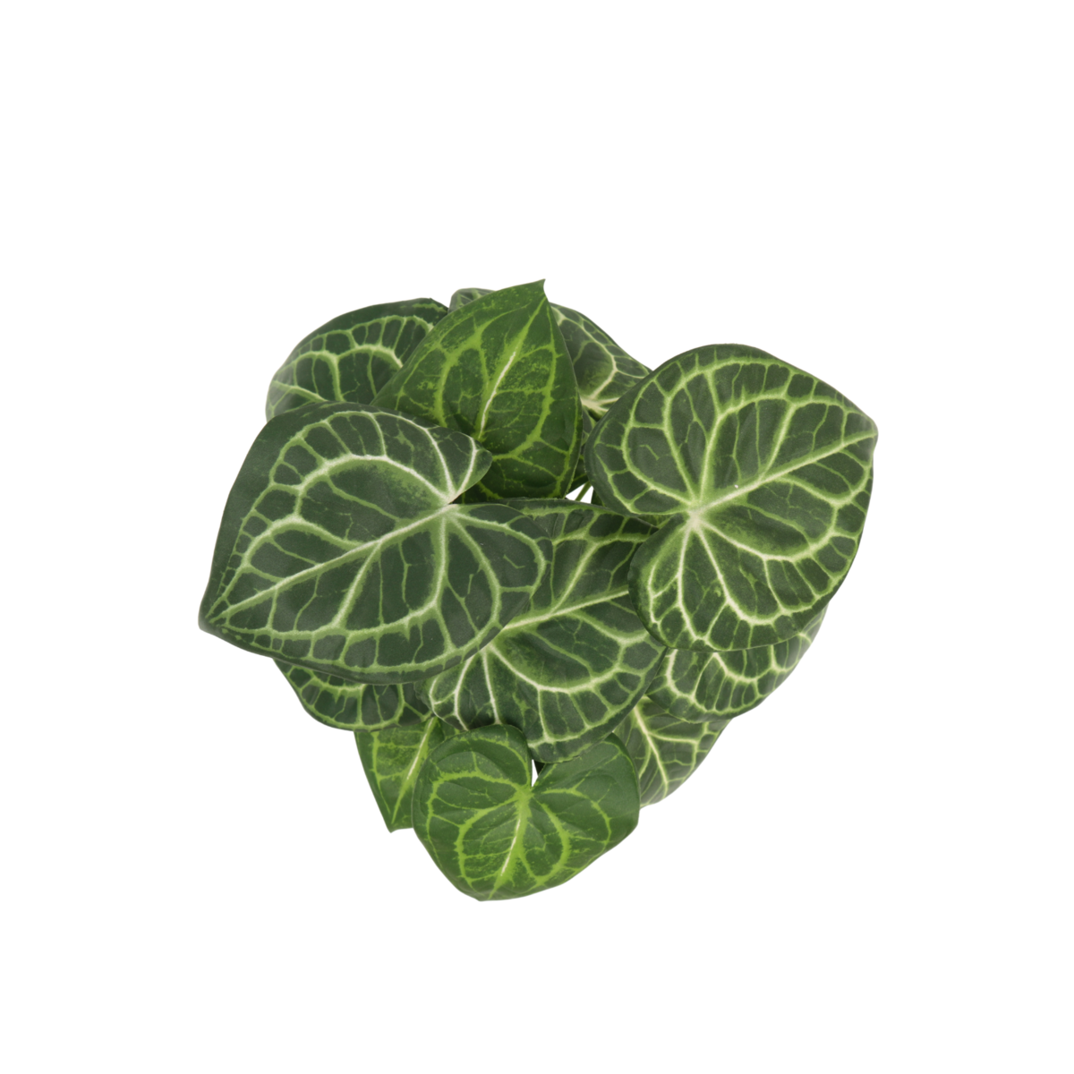 Syngonium Kunstplant 30 cm, Groen