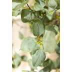 Eucalyptus Kunstboom 180 cm, Groen