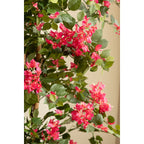 Bougainvillea Kunstplant 180 cm, Roze Bloemen