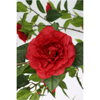 Japanse Roos Kunstplant 155 cm (Camellia), Rood