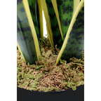 Sansevieria Kunstplant 70 cm, Groen Geel