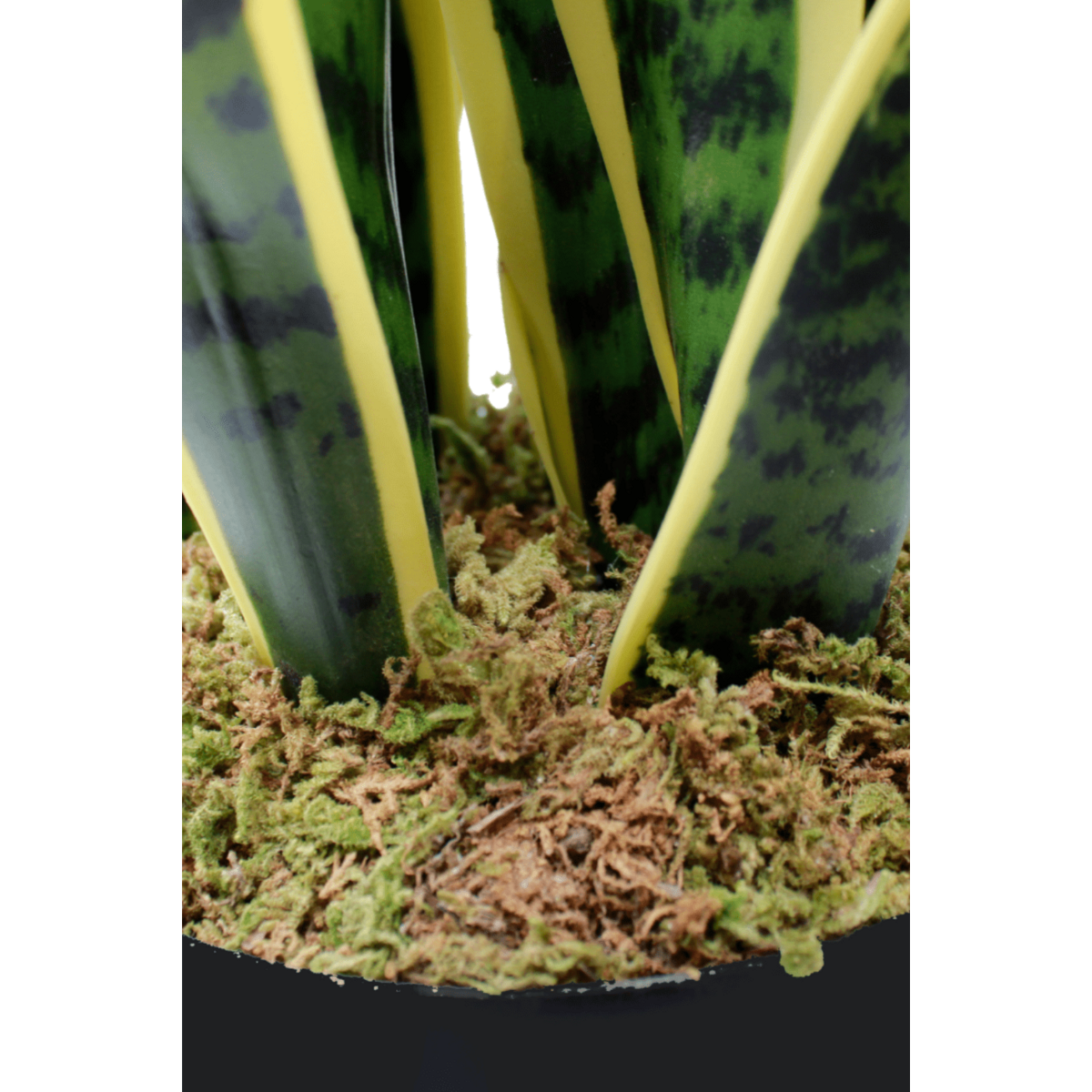 Sansevieria Kunstplant 70 cm, Groen Geel