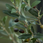 Olive Mini Tree In Pot 65Cm – Artificial Plant